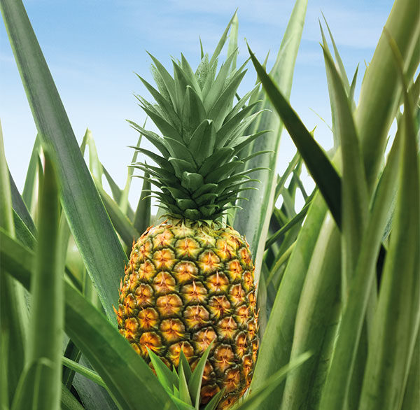  The Bountiful Benefits of Pineapple: A Tropical Treasure