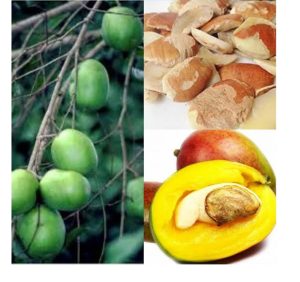 Ogbono fruit and seed 
