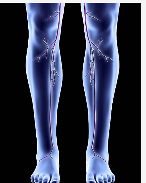 Causes of Poor Blood Circulation in the Legs