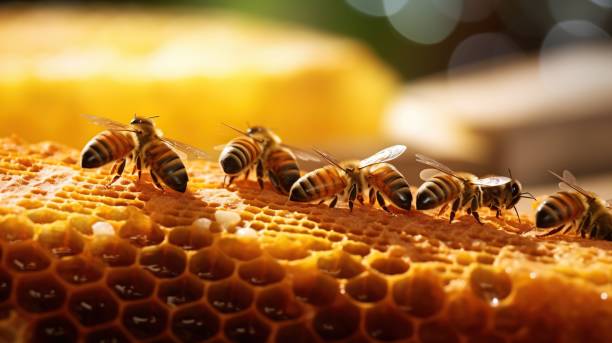 Unveiling Its Remarkable Benefits of Honey to body system