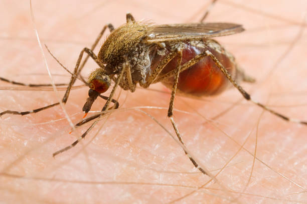 This Is What Happens to Your Body When a Mosquito Bites You