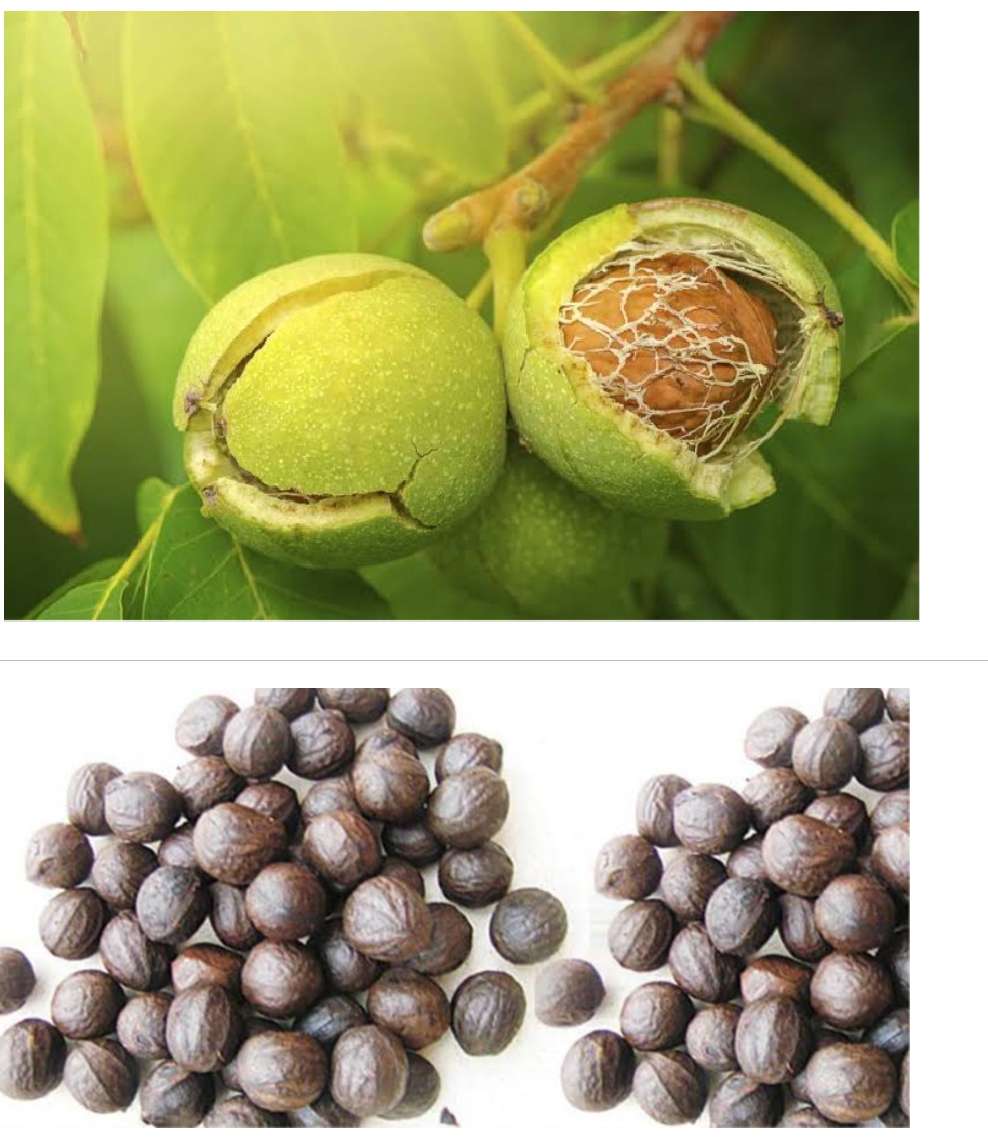 Benefits of walnut – How This Nut Can Boost Your Memory and Cognition