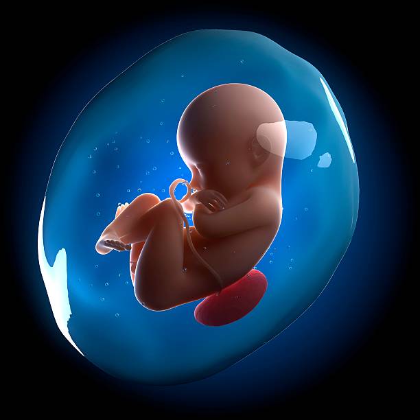 Unborn baby