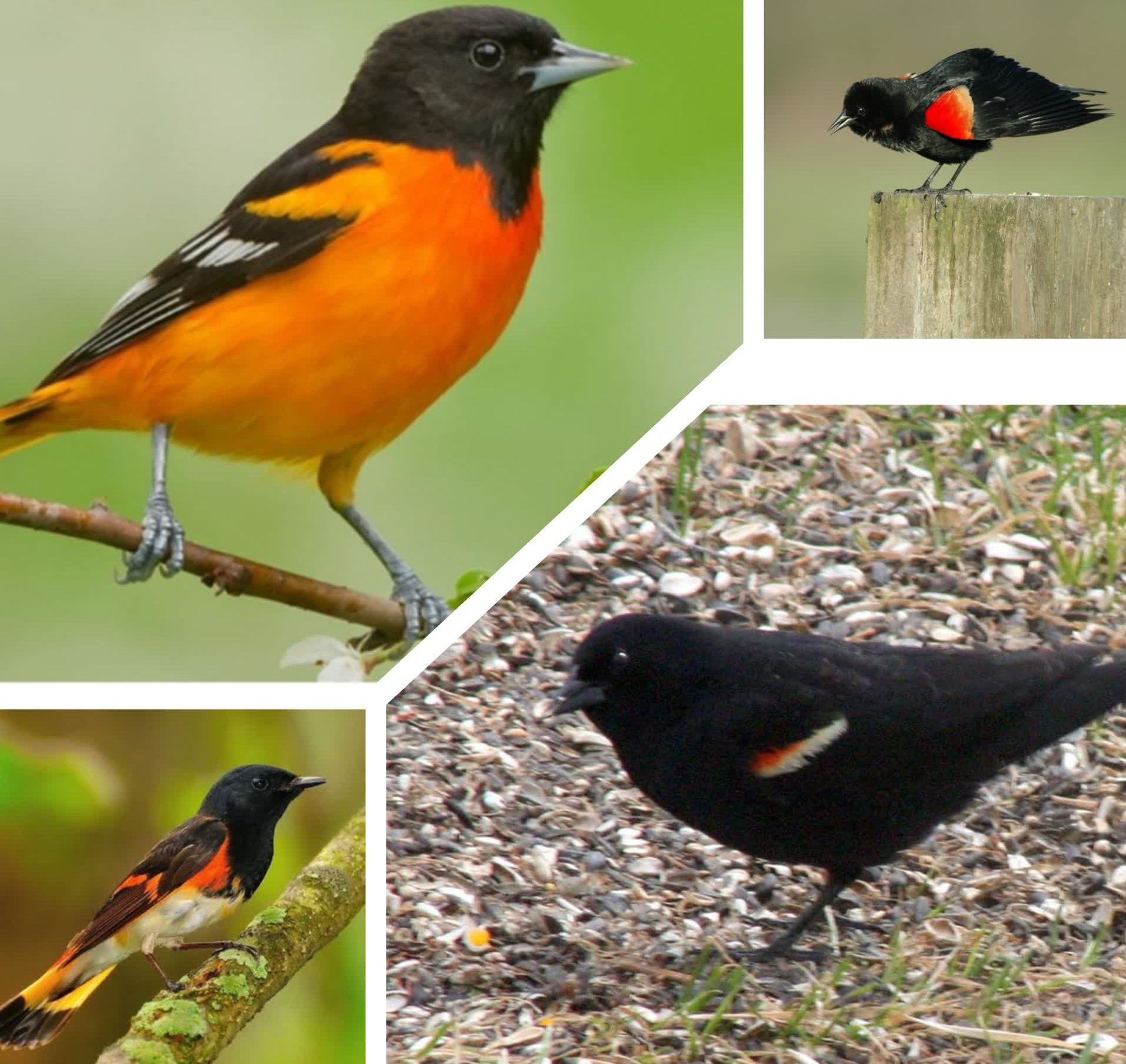 Birds With Orange Wings