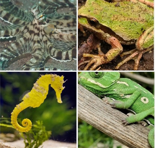 THE MOST 11 ANIMALS THAT CHANGE COLOUR