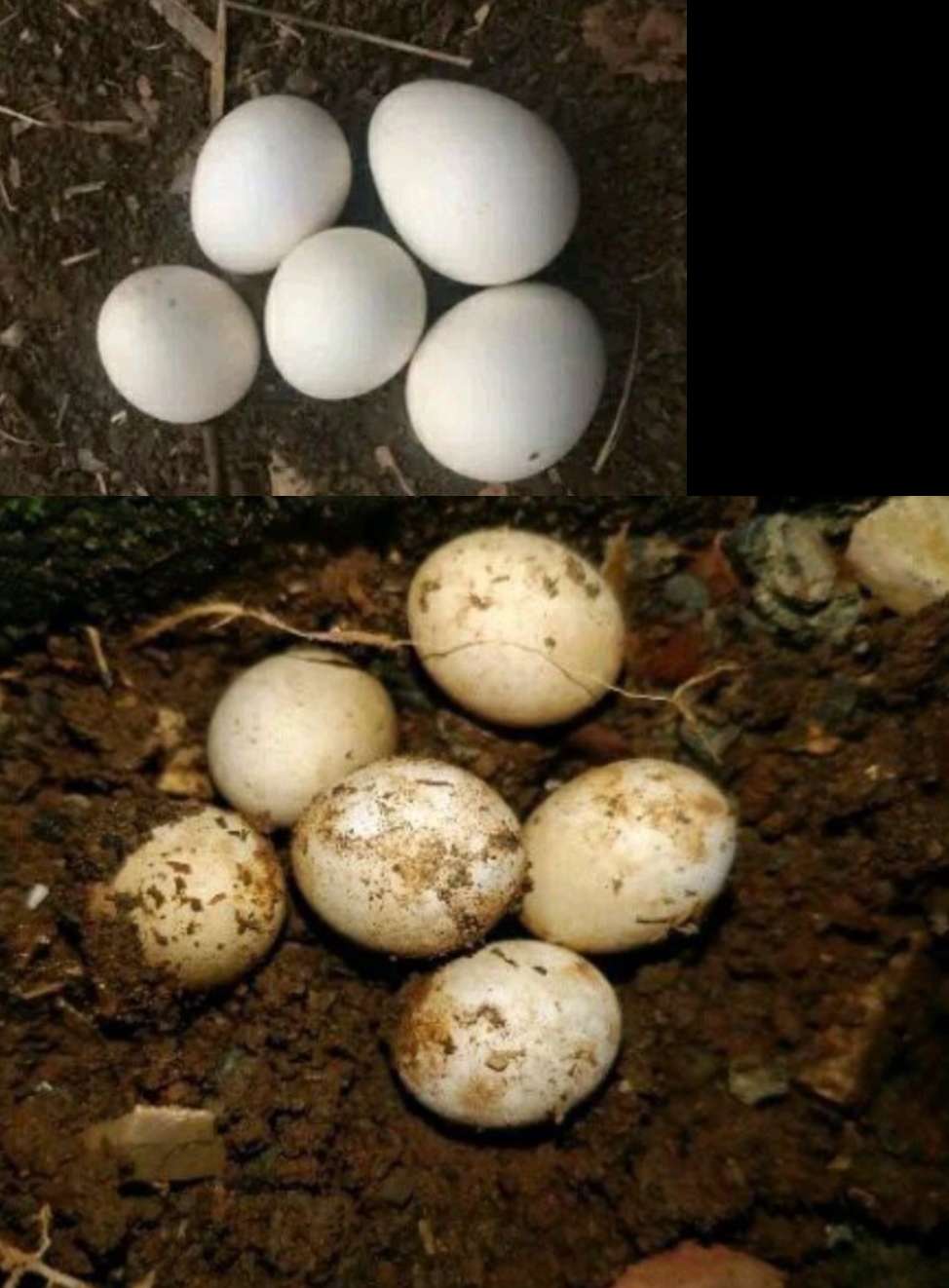 Reptiles eggs
